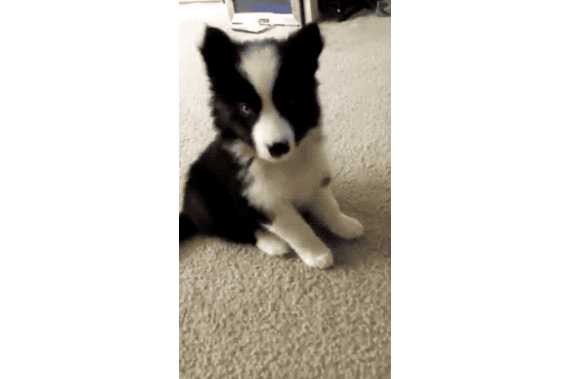 Just 22 Adorable Puppies Howling For Their First Time