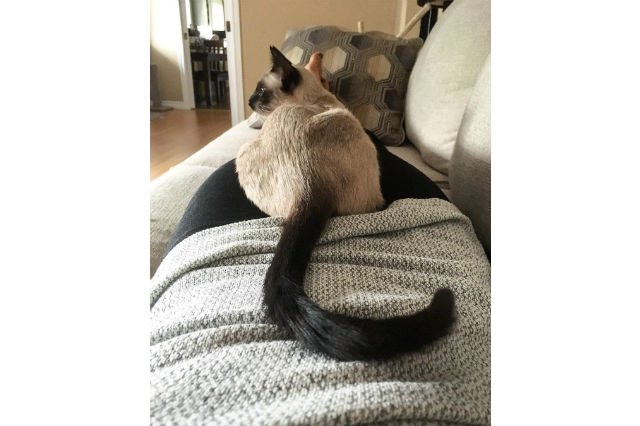 These 13 Amazing Kitties Have The Longest Tails On The Entire Planet