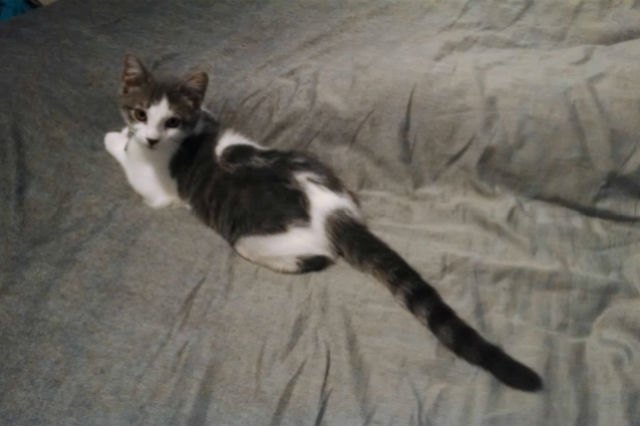 These 13 Amazing Kitties Have The Longest Tails On The Entire Planet