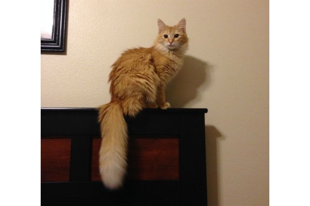 These 13 Amazing Kitties Have The Longest Tails On The Entire Planet