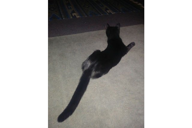 These 13 Amazing Kitties Have The Longest Tails On The Entire Planet