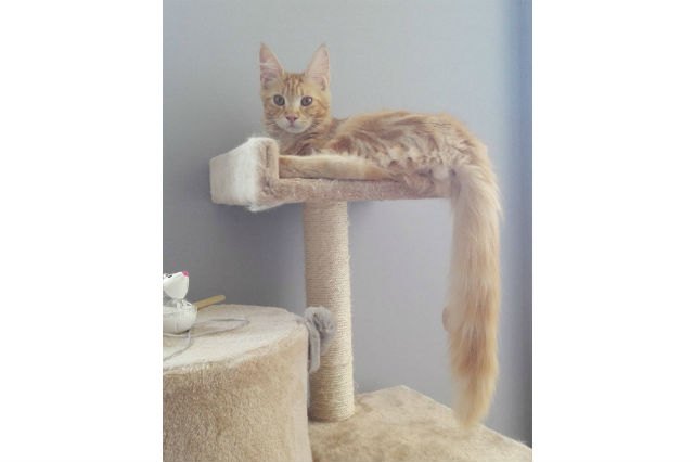 These 13 Amazing Kitties Have The Longest Tails On The Entire Planet
