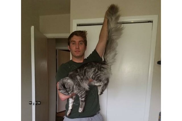 These 13 Amazing Kitties Have The Longest Tails On The Entire Planet