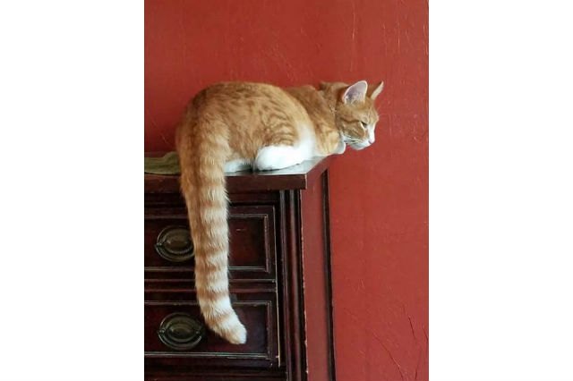 These 13 Amazing Kitties Have The Longest Tails On The Entire Planet