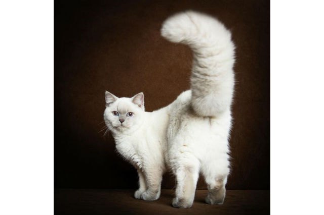 These 13 Amazing Kitties Have The Longest Tails On The Entire Planet