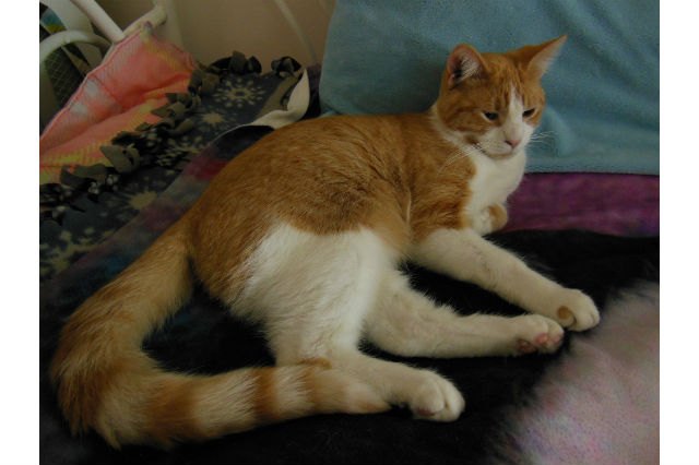 These 13 Amazing Kitties Have The Longest Tails On The Entire Planet