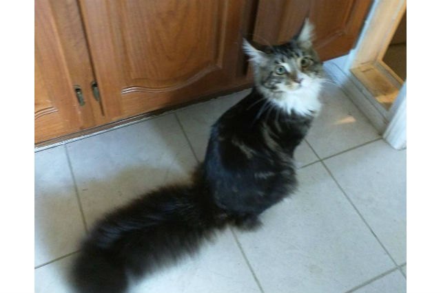 These 13 Amazing Kitties Have The Longest Tails On The Entire Planet
