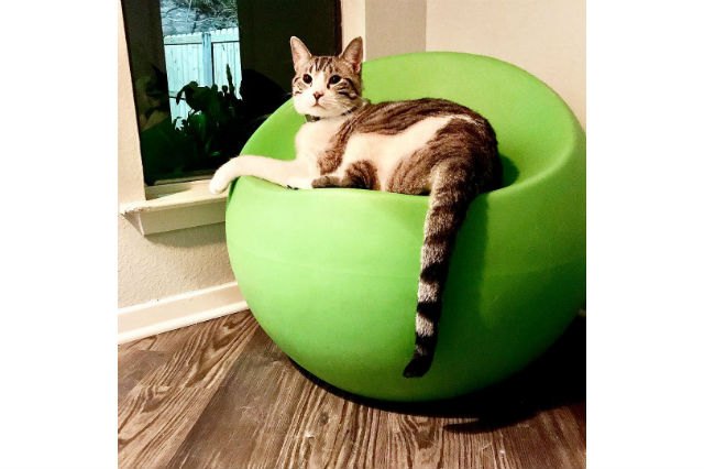 These 13 Amazing Kitties Have The Longest Tails On The Entire Planet