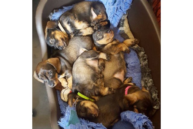 22 Pets Who Will Remind You Why You Love Animals