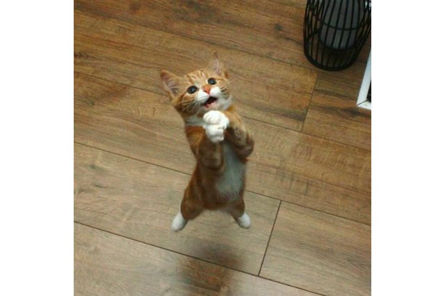22 Pets Who Will Remind You Why You Love Animals