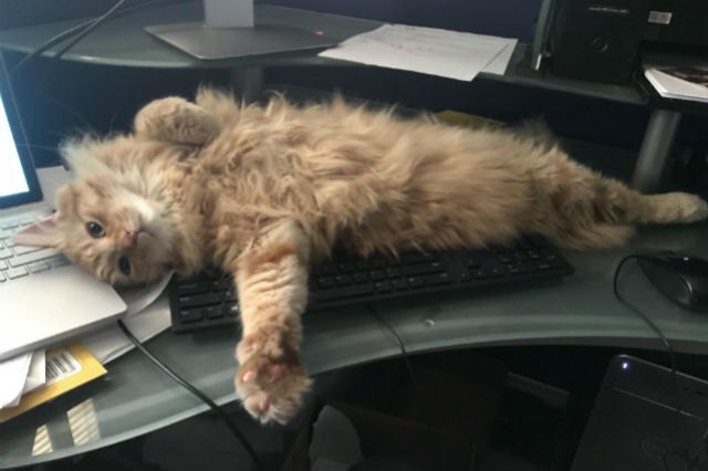 21 office cats hard at work officing