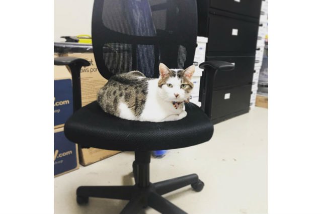 21 office cats hard at work officing