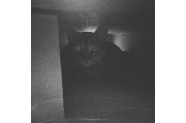 22 Pets Who Will Remind You Why You Love Animals