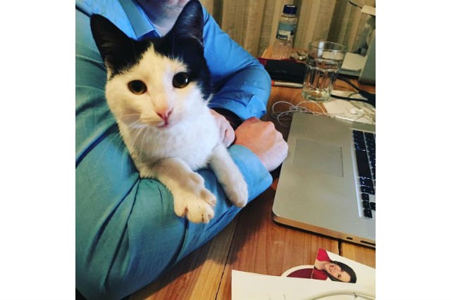 21 office cats hard at work officing