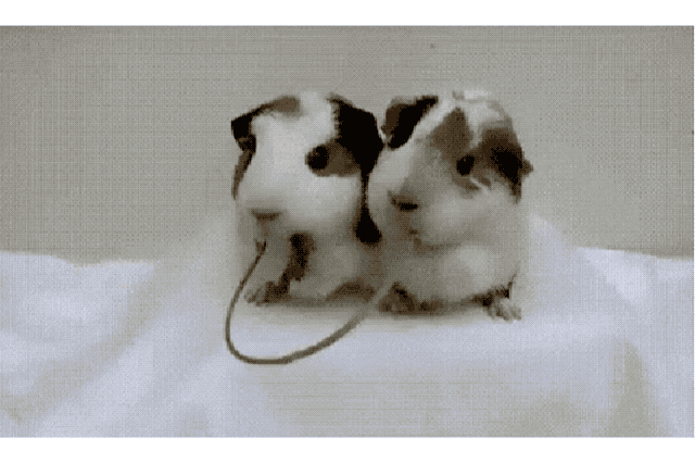 22 Pets Who Will Remind You Why You Love Animals