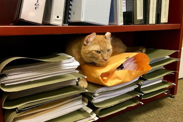 21 office cats hard at work officing