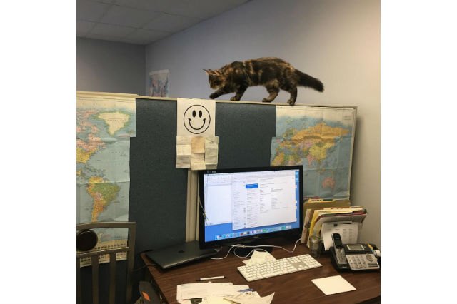21 office cats hard at work officing