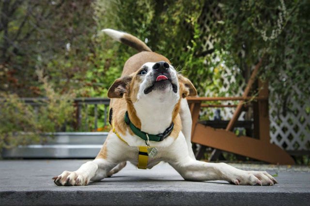 22 Pets Who Will Remind You Why You Love Animals