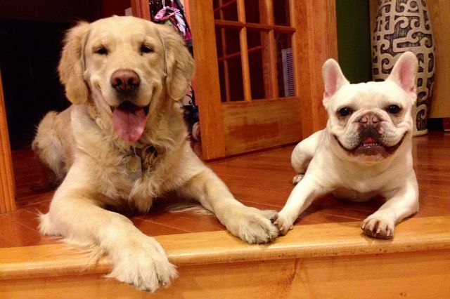 22 Pets Who Will Remind You Why You Love Animals