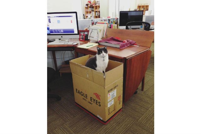 21 office cats hard at work officing