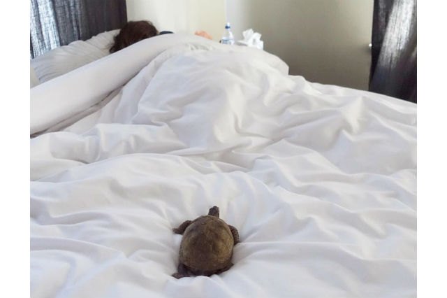 22 Pets Who Will Remind You Why You Love Animals
