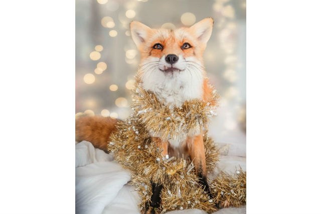 22 Pets Who Will Remind You Why You Love Animals