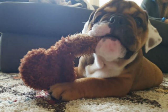 22 Pets Who Will Remind You Why You Love Animals