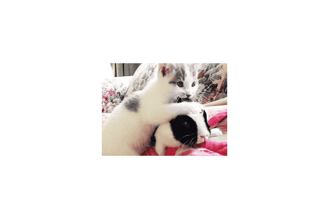 22 Pets Who Will Remind You Why You Love Animals