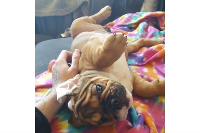 22 Pets Who Will Remind You Why You Love Animals