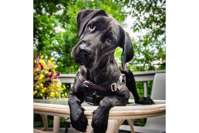 22 Pets Who Will Remind You Why You Love Animals
