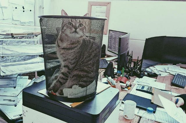 21 office cats hard at work officing