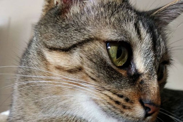 22 Pets Who Will Remind You Why You Love Animals