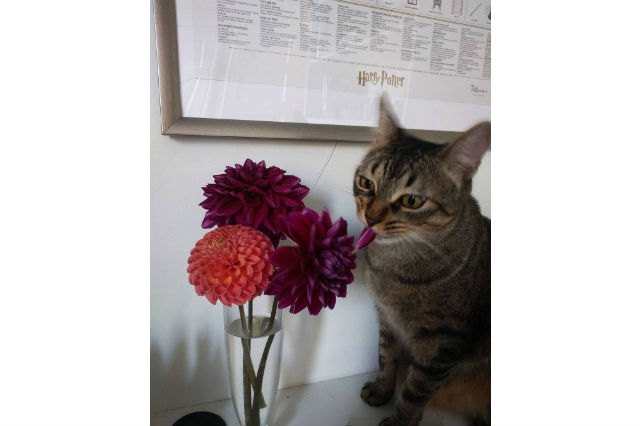 22 Pets Who Will Remind You Why You Love Animals