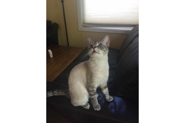 22 Pets Who Will Remind You Why You Love Animals