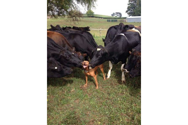 22 Pets Who Will Remind You Why You Love Animals