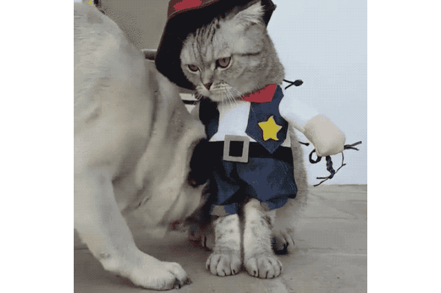 16 Dogs Annoying Cats With Their Friendship