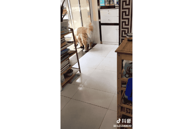 16 Dogs Annoying Cats With Their Friendship