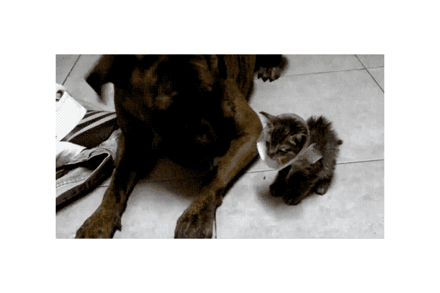 16 Dogs Annoying Cats With Their Friendship