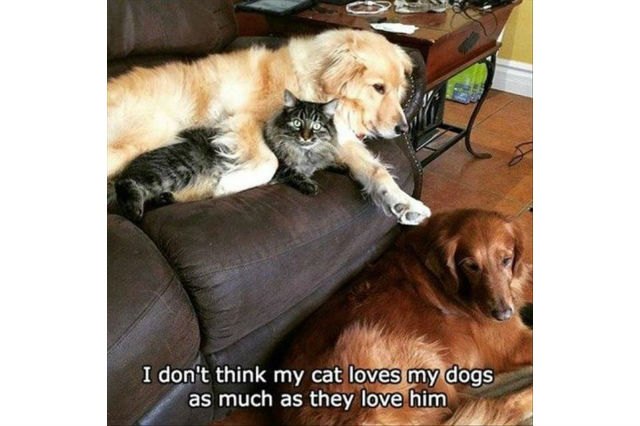 16 Dogs Annoying Cats With Their Friendship