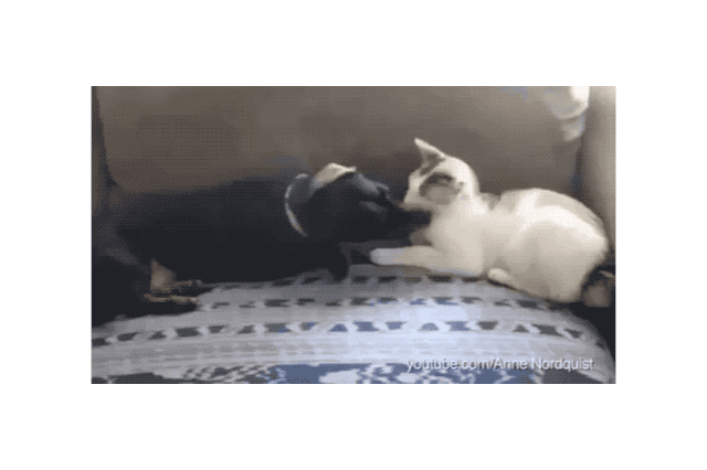 16 Dogs Annoying Cats With Their Friendship