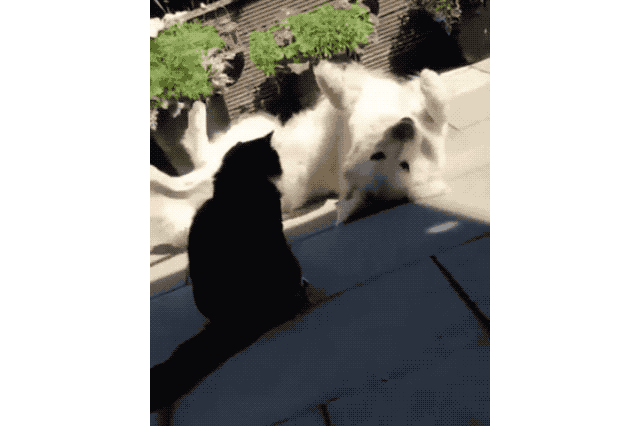 16 Dogs Annoying Cats With Their Friendship