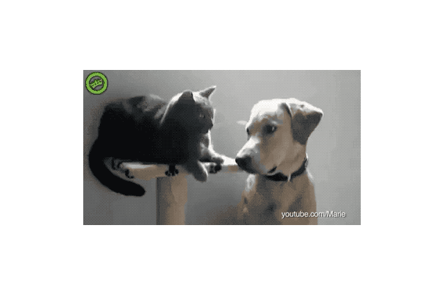 16 Dogs Annoying Cats With Their Friendship