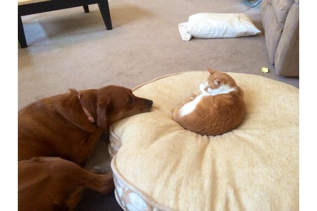 16 Dogs Annoying Cats With Their Friendship