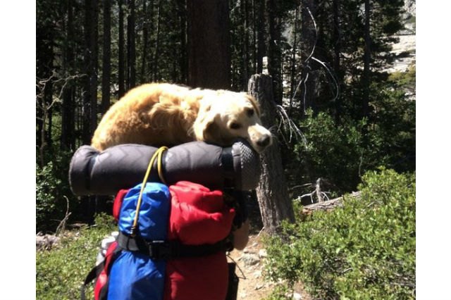 Dogs in backpacks