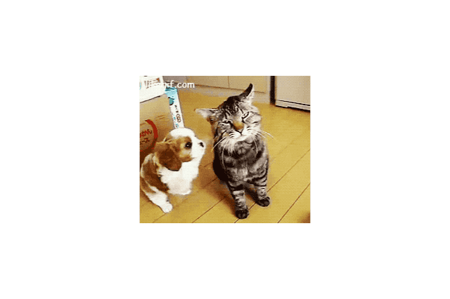 16 Dogs Annoying Cats With Their Friendship