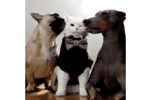 16 Dogs Annoying Cats With Their Friendship