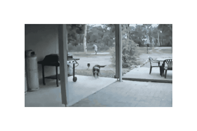 16 Dogs Annoying Cats With Their Friendship