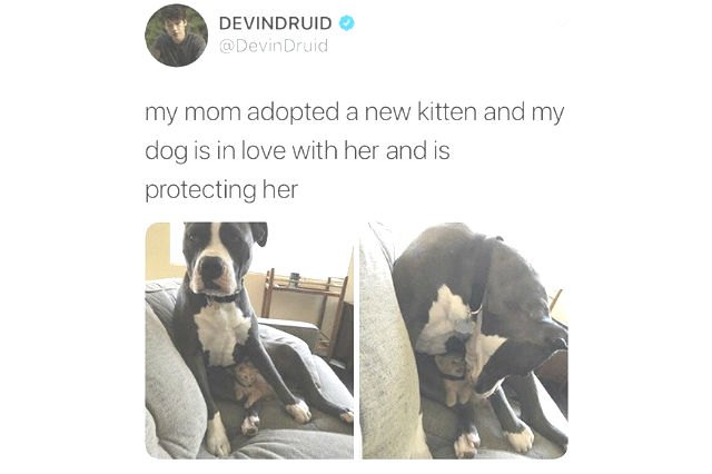 16 Dogs Annoying Cats With Their Friendship