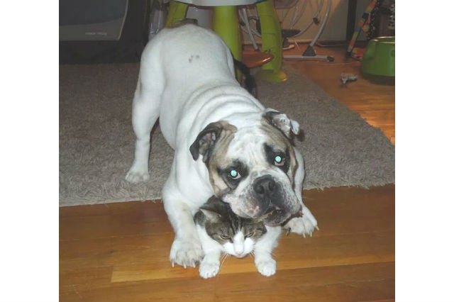 16 Dogs Annoying Cats With Their Friendship