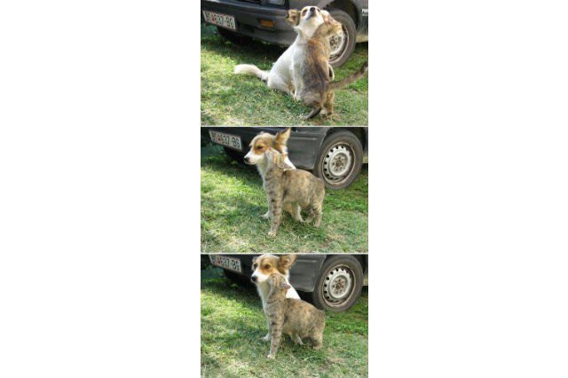 16 Dogs Annoying Cats With Their Friendship